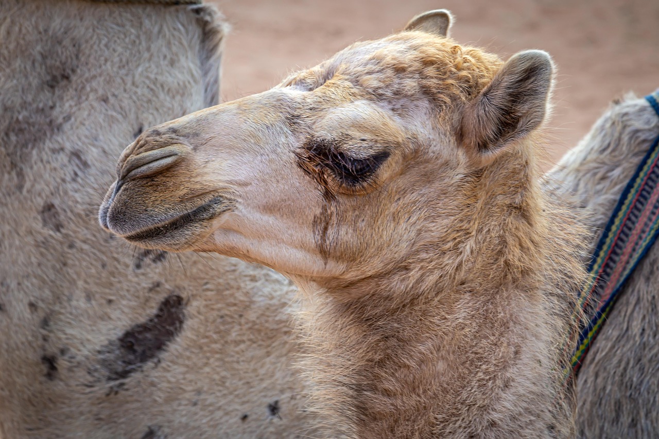 découvrez la frugal innovation : une approche ingénieuse pour concevoir des solutions simples, économiques et durables, répondant efficacement aux besoins essentiels, même avec des ressources limitées.